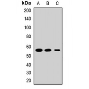 LifeSab™ PTBP2 Rabbit pAb (50 µl)