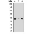 LifeSab™ hnRNP I Rabbit pAb (50 µl)
