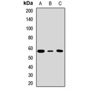 LifeSab™ hnRNP I Rabbit pAb (50 µl)
