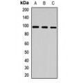 LifeSab™ CLCN2 Rabbit pAb (50 µl)