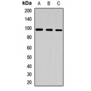 LifeSab™ CLCN2 Rabbit pAb (50 µl)