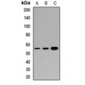 LifeSab™ DMP1 Rabbit pAb (50 µl)