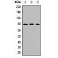 LifeSab™ LH Receptor Rabbit pAb (50 µl)