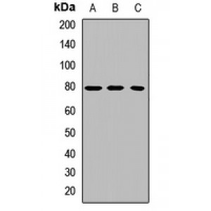 LifeSab™ LH Receptor Rabbit pAb (50 µl)