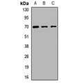 LifeSab™ BS69 Rabbit pAb (50 µl)