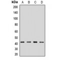 LifeSab™ ACTR1A Rabbit pAb (50 µl)