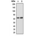 LifeSab™ MISR2 Rabbit pAb (50 µl)