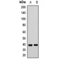 LifeSab™ SLM2 Rabbit pAb (50 µl)