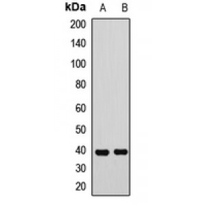 LifeSab™ SLM2 Rabbit pAb (50 µl)