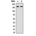 LifeSab™ BCL9 Rabbit pAb (50 µl)
