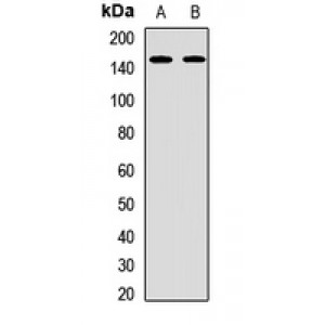 LifeSab™ BCL9 Rabbit pAb (50 µl)