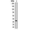 LifeSab™ FANCL Rabbit pAb (50 µl)