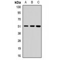 LifeSab™ POLD2 Rabbit pAb (50 µl)