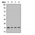 LifeSab™ POLR2G Rabbit pAb (50 µl)