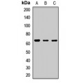 LifeSab™ CRY2 Rabbit pAb (50 µl)