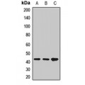 LifeSab™ GITRL Rabbit pAb (50 µl)