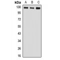 LifeSab™ USP8 Rabbit pAb (50 µl)