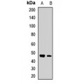 LifeSab™ Connexin 45 Rabbit pAb (50 µl)
