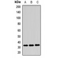 LifeSab™ CD275 Rabbit pAb (50 µl)