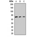 LifeSab™ PKC nu Rabbit pAb (50 µl)