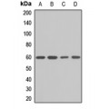 LifeSab™ KPNA5 Rabbit pAb (50 µl)
