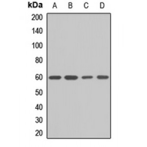 LifeSab™ KPNA5 Rabbit pAb (50 µl)