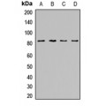 LifeSab™ ZNF544 Rabbit pAb (50 µl)