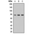 LifeSab™ CARD10 Rabbit pAb (50 µl)