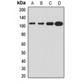 LifeSab™ FASTKD1 Rabbit pAb (50 µl)