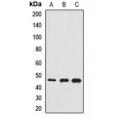 LifeSab™ RASSF5 Rabbit pAb (50 µl)
