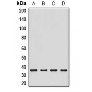 LifeSab™ CHMP4B Rabbit pAb (50 µl)