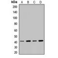 LifeSab™ SH3GL1 Rabbit pAb (50 µl)