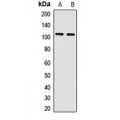 LifeSab™ PCDHA13 Rabbit pAb (50 µl)