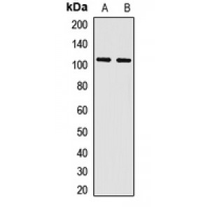 LifeSab™ PCDHA13 Rabbit pAb (50 µl)