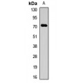 LifeSab™ SPAG16 Rabbit pAb (50 µl)