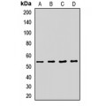 LifeSab™ ATG14 Rabbit pAb (50 µl)