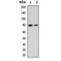 LifeSab™ Dishevelled 2 Rabbit pAb (50 µl)