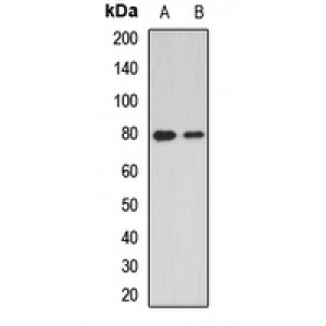 LifeSab™ Dishevelled 2 Rabbit pAb (50 µl)