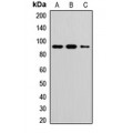 LifeSab™ TOP1 Rabbit pAb (50 µl)