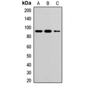 LifeSab™ TOP1 Rabbit pAb (50 µl)