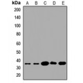 LifeSab™ FKSG1 Rabbit pAb (50 µl)