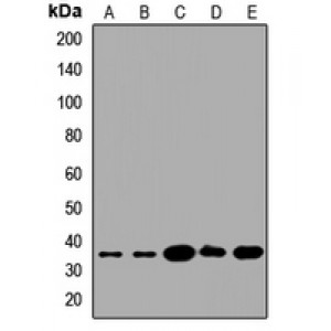 LifeSab™ FKSG1 Rabbit pAb (50 µl)