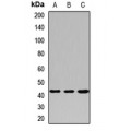 LifeSab™ PRMT6 Rabbit pAb (50 µl)