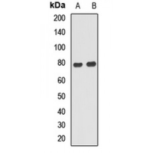 LifeSab™ ANKS1B Rabbit pAb (50 µl)