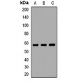 LifeSab™ CHRNG Rabbit pAb (50 µl)