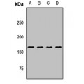 LifeSab™ CPS1 Rabbit pAb (50 µl)