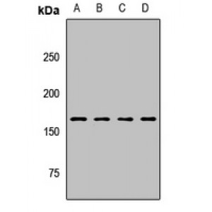 LifeSab™ CPS1 Rabbit pAb (50 µl)