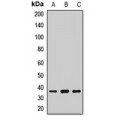 LifeSab™ PRPS1 Rabbit pAb (50 µl)