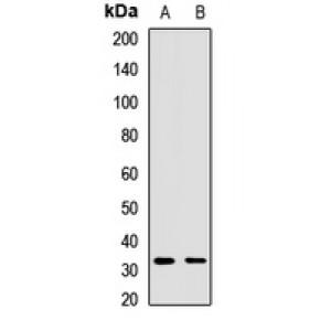 LifeSab™ Syntaxin 12 Rabbit pAb (50 µl)