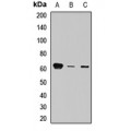 LifeSab™ Synip Rabbit pAb (50 µl)